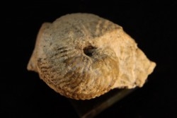 ARGOSIRENITES TRACHYCERATOIDES  - trias -   TIMOR - INDONESIE
