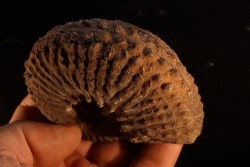 TRACHYCERAS ARCHELAUS - late triassic - Hallstaetter Kalle - Austria