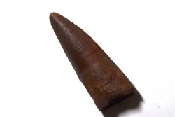 dent de dinosaure SPINOSAURE AEGIPTICUS