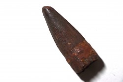 dent de dinosaure SPINOSAURE AEGIPTICUS