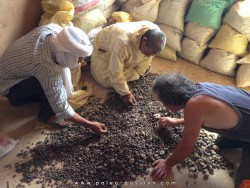 1 Kg de goniatites en limonite