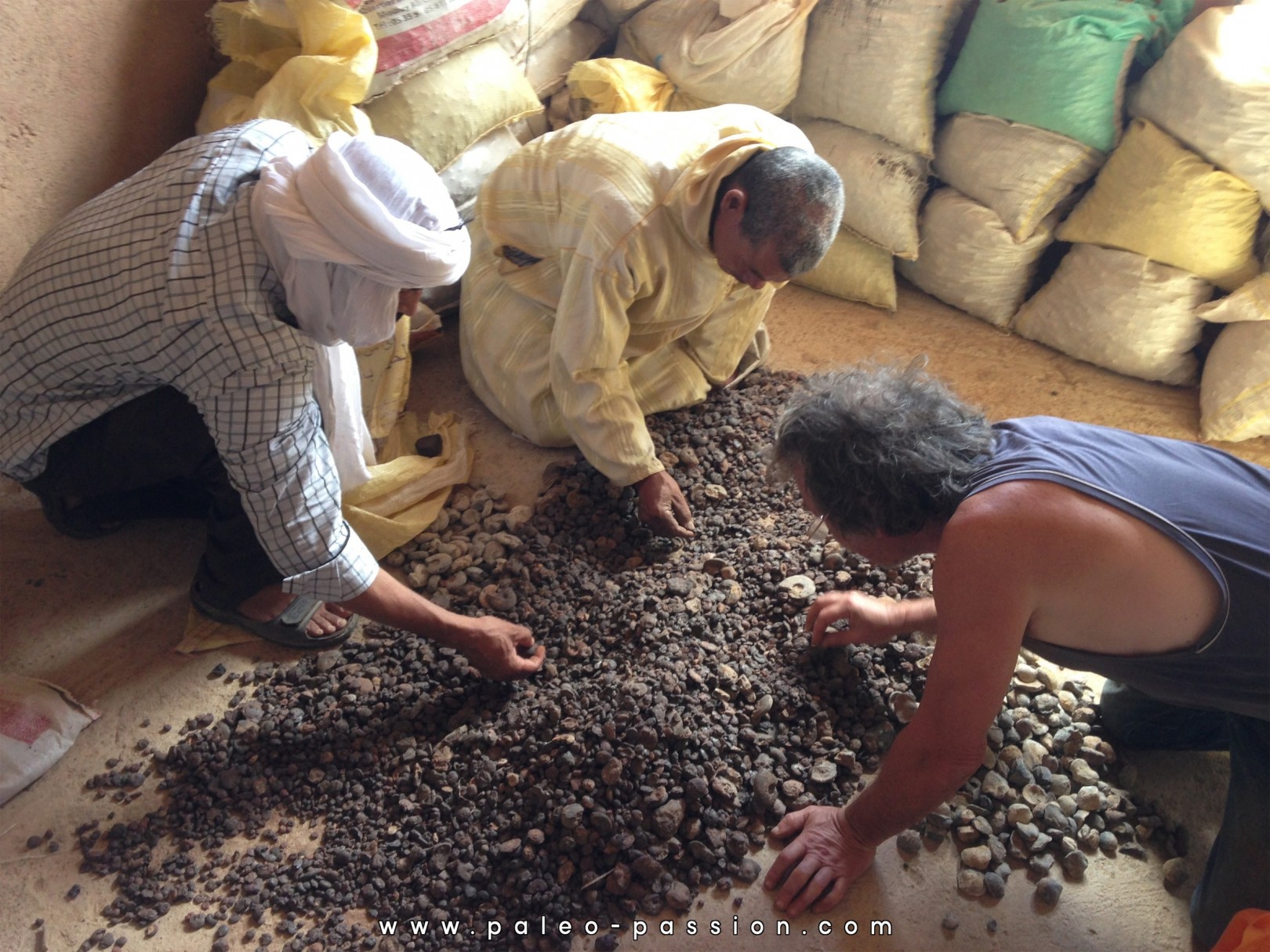 1 Kg de goniatites en limonite