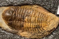 eccoptochile guillieri