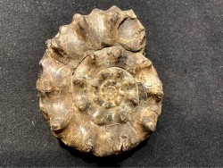 OLENEKOCERAS NIKITINI