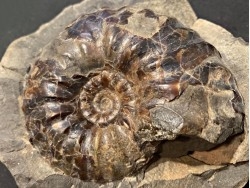 Arctroplites talkeetnamus , Albien,  Alaska, USA