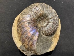 Lecontite sp. , Albian,  Alaska, USA