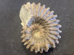 DOUVILLEICERAS MAMILLATUM - Albien - Aube -FRANCE