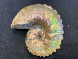 Hoploscaphites cheyennensis - Maestrichtien - Dakota - USA