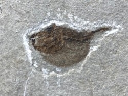Eotetradon pygmaeus - eocene -  monte bolca