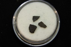 dinosaur maiasaura egg shell