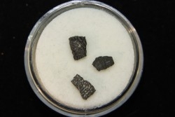 coquilles d oeuf de dinosaure: Maiasaura