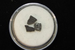 coquilles d oeuf de dinosaure: Maiasaura