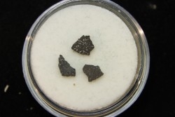 coquilles d oeuf de dinosaure: Maiasaura