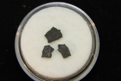 dinosaur maiasaura egg shell