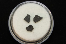 coquilles d oeuf de dinosaure: Maiasaura