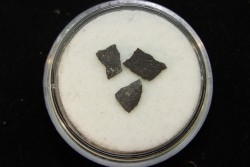 dinosaur maiasaura egg shell