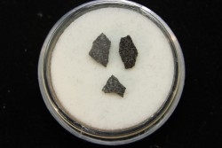 coquilles d oeuf de dinosaure: Maiasaura