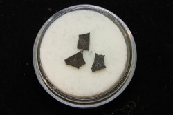 coquilles d oeuf de dinosaure: Maiasaura