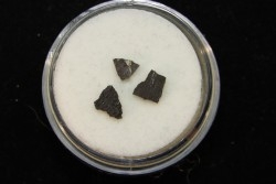 dinosaur maiasaura egg shell