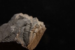 Phillipsia gemmuliferia - Tournaisien, Carbonifère - Belgique