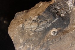 Phillipsia gemmuliferia - Tournaisian Carboniferous - Belgium