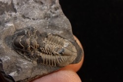 CUMMINGELLA JONESII - Tournaisien, Carbonifère - Belgique