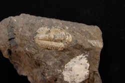 CUMMINGELLA JONESII - Tournaisien, Carbonifère - Belgique