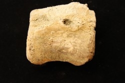 vertèbre de dinosaure hadrosaure : edmontosaure