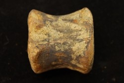 vertebra dinosaur hadrosaure : edmontosaure