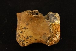 vertèbre de dinosaure hadrosaure : edmontosaure