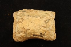 vertebra dinosaur hadrosaure : edmontosaure