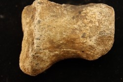 vertèbre de dinosaure hadrosaure : edmontosaure