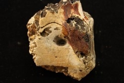 vertebra dinosaur hadrosaure : edmontosaure