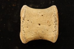 vertebra dinosaur hadrosaure : edmontosaure