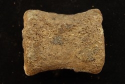 vertebra dinosaur hadrosaure : edmontosaure