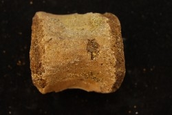 vertèbre de dinosaure hadrosaure : edmontosaure