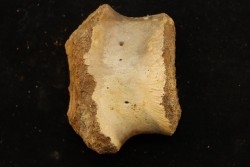 vertebra dinosaur hadrosaure : edmontosaure