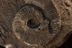 Trachyceras sinensis - Norien, Tuvalien - Xiaowa formation - Guizhou, Chine