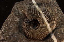 Trachyceras sinensis - Norian, Tuvalian - Xiaowa formation - Guizhou, China