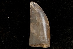 dinosaur tooth CERATOSAURUS - Morrison formation -Dana quarry Wyoming, USA