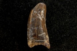 dinosaur tooth raptor: Dakotaraptor steini