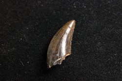 dinosaur tooth raptor: Dakotaraptor steini