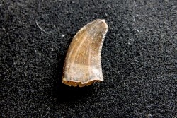 dinosaur tooth raptor: Archeoraptor temertyorum