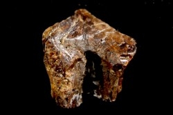 dinosaure tooth: TOROSAURUS LATUS