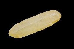 SAPHIR - Sri-Lanka