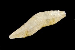 SAPHIR - Sri-Lanka