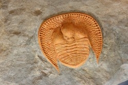 Blind trilobite: Declivolithus titan