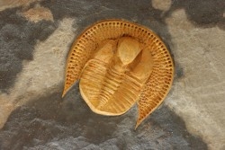 Trilobite aveugle: Declivolithus titan - ordovicien - Jbel Tijarfaiouine, MAROC