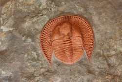 Blind trilobite: Declivolithus titan