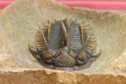 bicolor Comura bultyncki  -  jbel Oufatene - Morocco